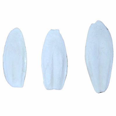 OSSO DE SIBA INTEIRO PP (3085)