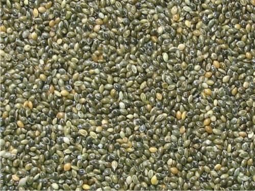 PAINCO NACIONAL - GRAO VERDE 1KG (804)