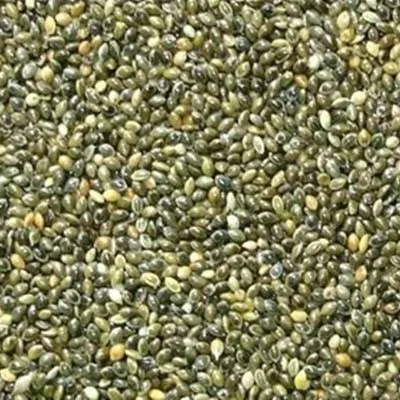 PAINCO VERDE - CANTORIA 1KG (808)