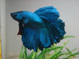 Peixe Betta Comum Azul