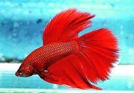 Peixe Betta Comum Vermelho