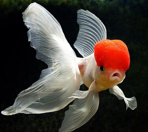 Kinguio Oranda Red Cap