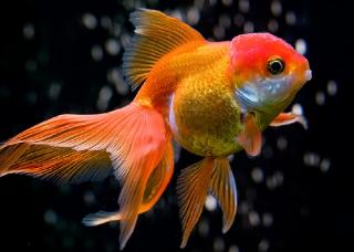 Kinguio Oranda Laranja