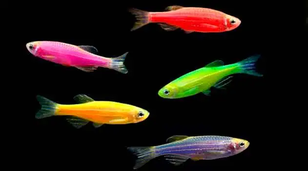 Paulistinha Diversos